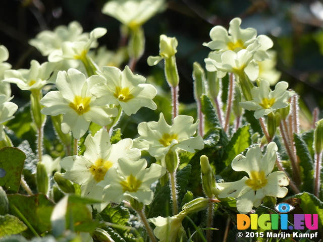 FZ012200 Primroses (Oenothera biennis)